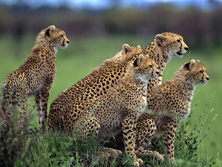 Animals, Grass, Cheetah, Stroll, Lot, Hunting, Hunt, Herd HD wallpaper