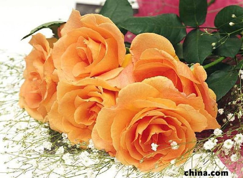 Mawar Aprikot, aprikot, karangan bunga, bunga, mawar Wallpaper HD