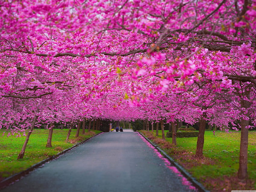 Romantic Spring ❤ for Ultra TV • Wide, Cute Spring Nature HD wallpaper