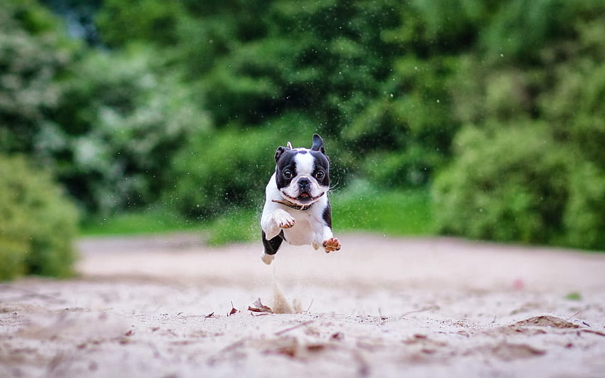 보스턴 테리어 도그 런닝 - Boston Terrier - -, Cool Running HD 월페이퍼
