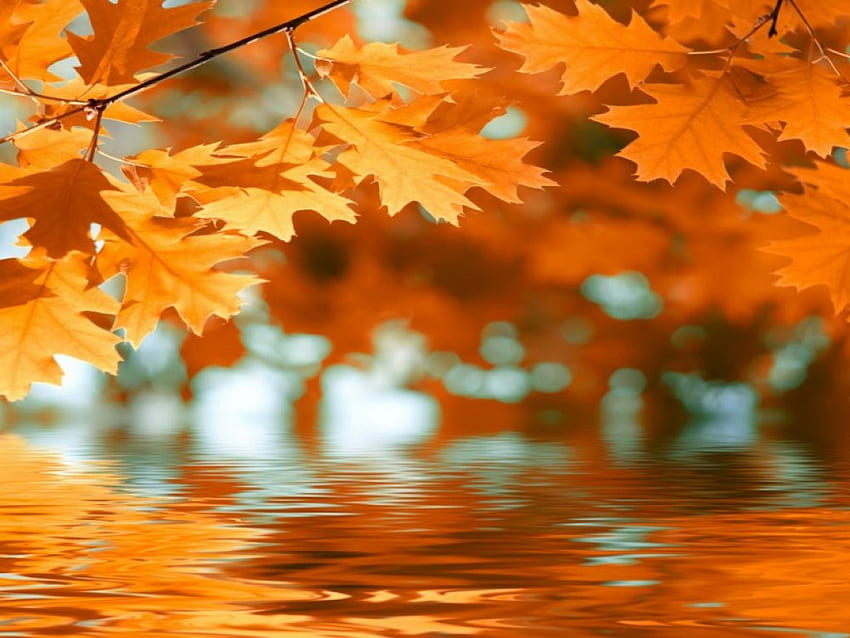 Reflection of autumn leaves, fall, beautiful, orange, nice, tree, background, falling, leaves, reflection, mirrored, branches, autumn, nature, water, lovely, foliage HD wallpaper