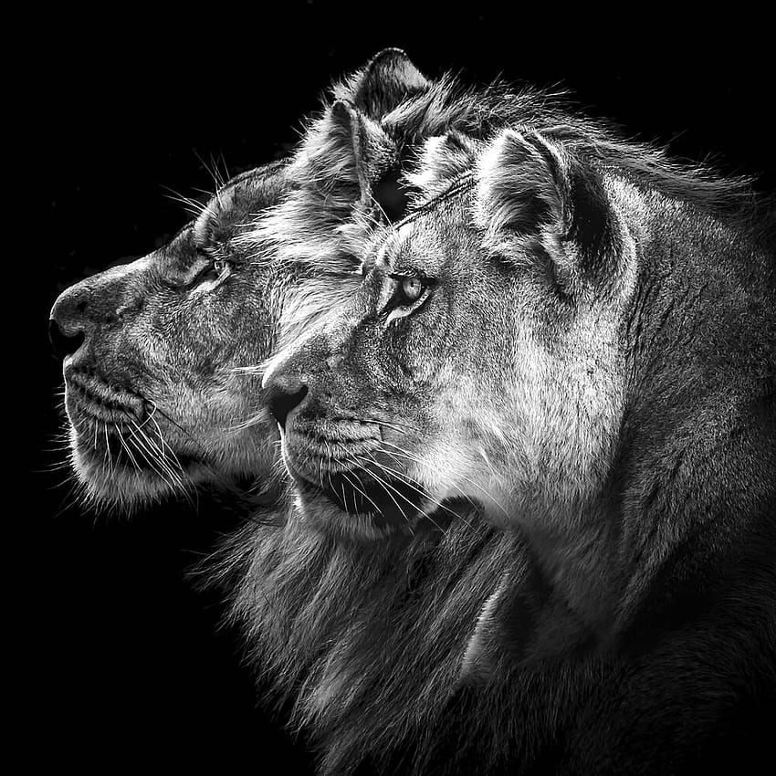ライオンと雌ライオンの肖像画、雌ライオンの黒と白 HD電話の壁紙