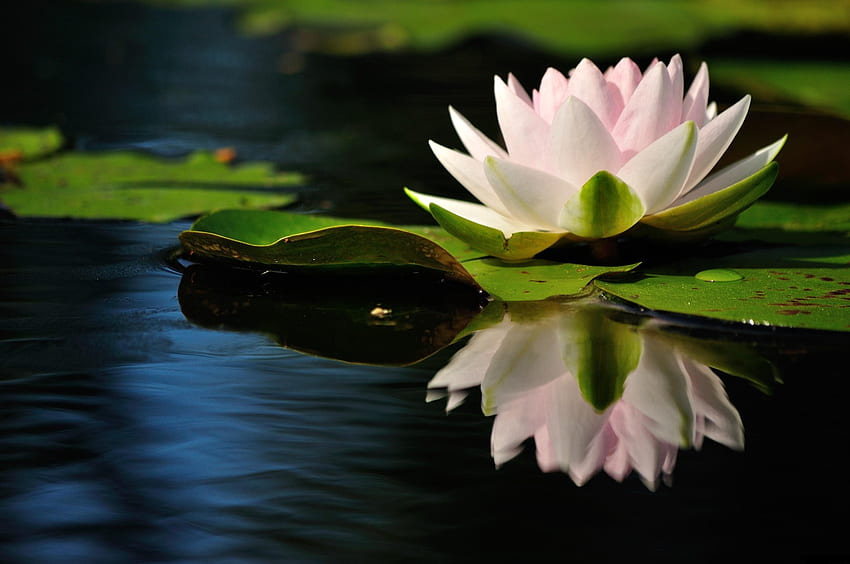 Blumen, Wasser, Blätter, Reflexion, glatt, Oberfläche, Seerose HD-Hintergrundbild