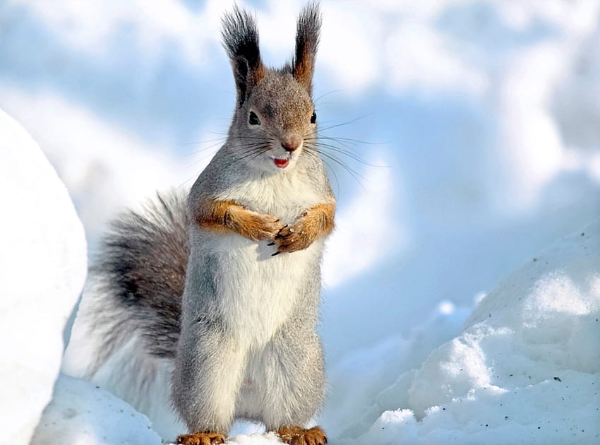 Animais, Inverno, Esquilo, Neve, Animal papel de parede HD