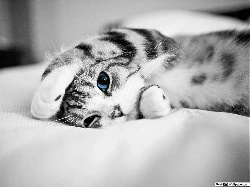 青い目をした愛らしい灰色の縞模様の子猫、かわいい灰色の猫 高画質の壁紙