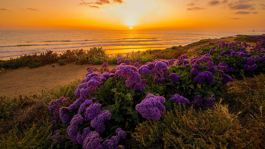 Fiori sull'oceano al tramonto, nuvole, cielo, natura, fiori, tramonto, oceano Sfondo HD