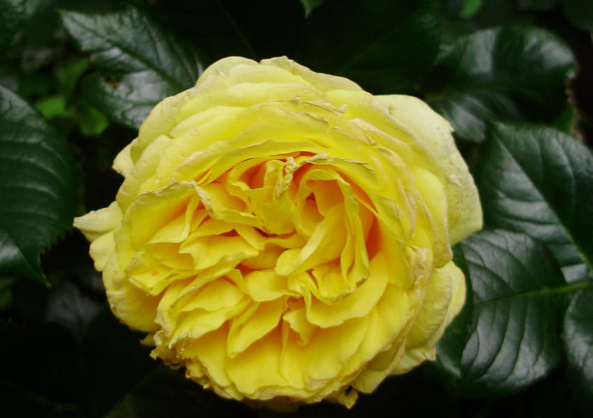 perfezione gialla, rosa, estate, fiore, giallo Sfondo HD