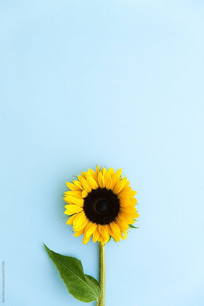 Sunflower On Blue by Ruth Black - Sunflower, Flower. Sunflower iphone , Sunflower , Flower, Sunflower Aesthetic HD phone wallpaper