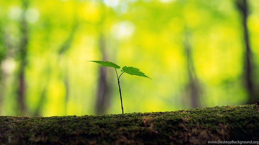 Tree, Trunk, Sprout, Spring, Forest HD wallpaper