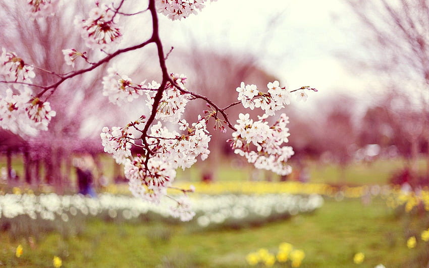 Flowers, Blur, Smooth, Bloom, Flowering, Branch, Spring, Sharpness HD wallpaper