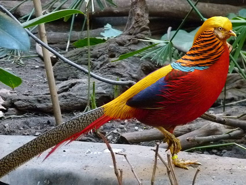 The Golden pheasant or Chinese pheasant, (Chrysolophus pictus) is a gamebird of the order Galliformes (gallinaceous bir. Golden pheasant, Colorful birds, Pheasant HD wallpaper