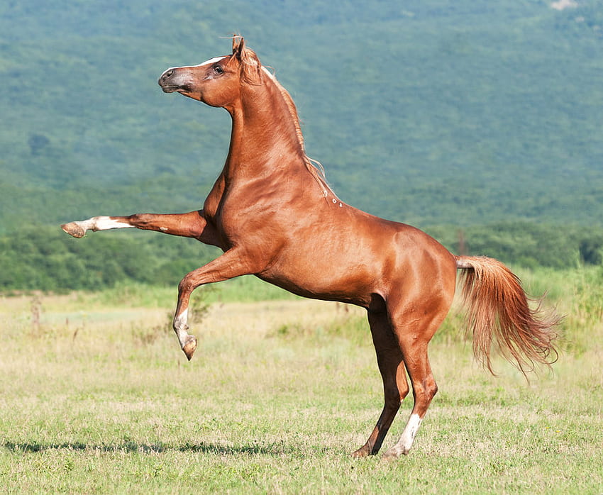 Arabian Stallion, árabe, caballos, castaño, oriental fondo de pantalla
