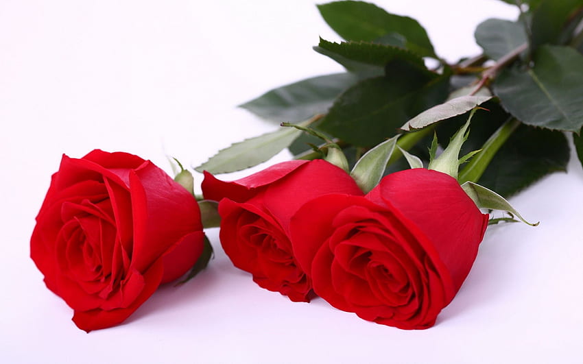 Червени рози, роза, цветя, червена роза, червено HD тапет