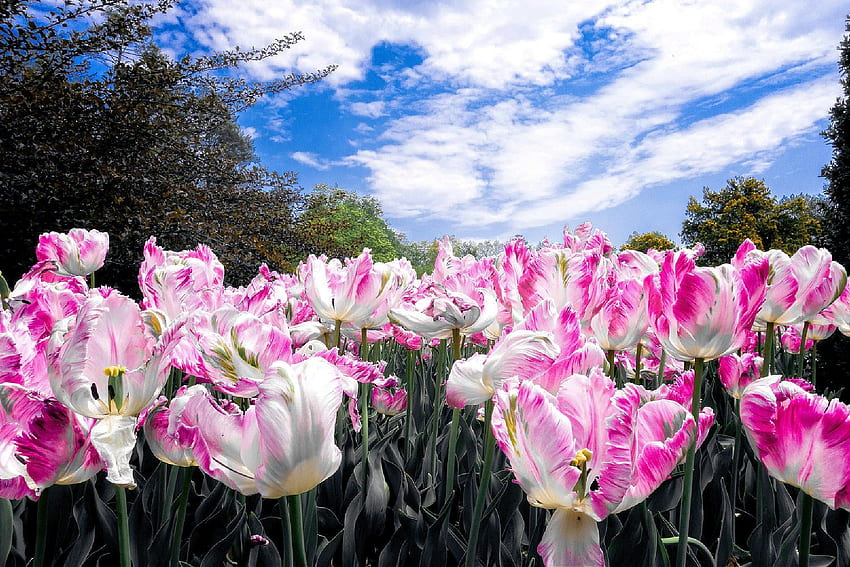Longwood Gardens, Pennsylvania, blossoms, clouds, tulips, spring, ky HD wallpaper