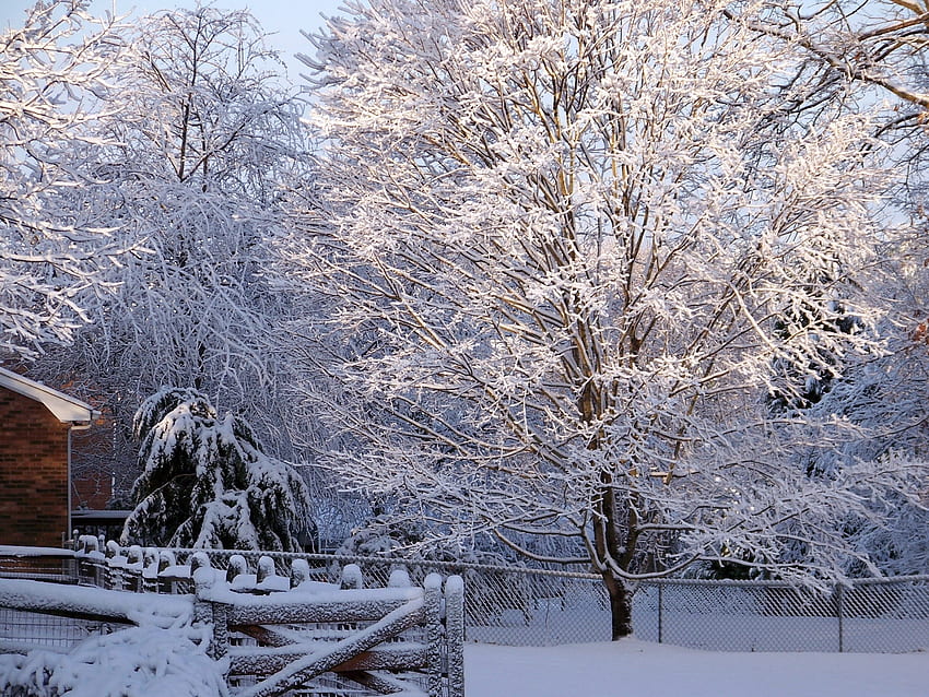 Winter, Nature, Shine, Light, Wood, Tree, Frost, Hoarfrost, Fencing, Enclosure, Lattice, Trellis, Gate, Wicket HD wallpaper