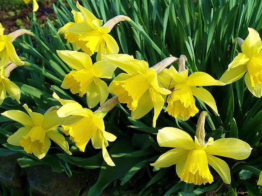 Flowers, Narcissussi, Flower Bed, Flowerbed, Garden, Spring, Mood HD wallpaper