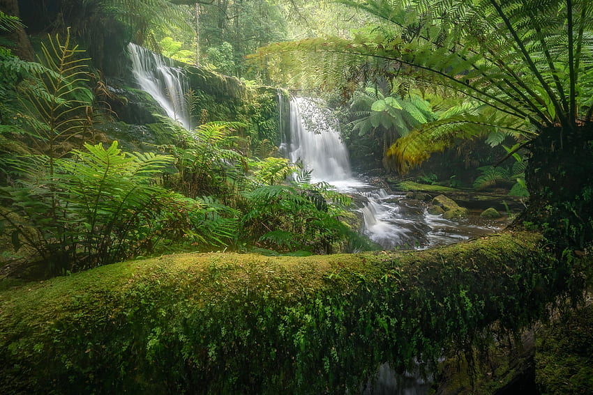 Horseshoe Falls, Mount Field N.P., Australia, cascada, Australia, naturaleza, bosque fondo de pantalla