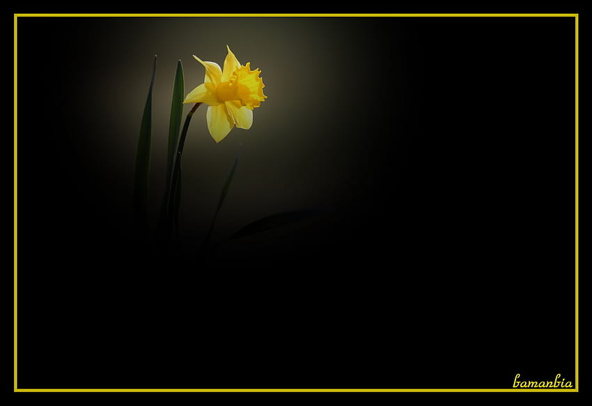 Beautiful yellow, single flower, flowers, beautiful flowers HD wallpaper