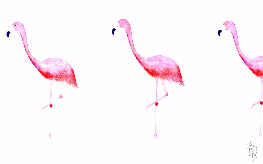Flamingo [] for your , Mobile & Tablet. Explore Flamingo . Flamingo , Flamingo Print , Pink Flamingo Computer, Black Flamingo HD wallpaper