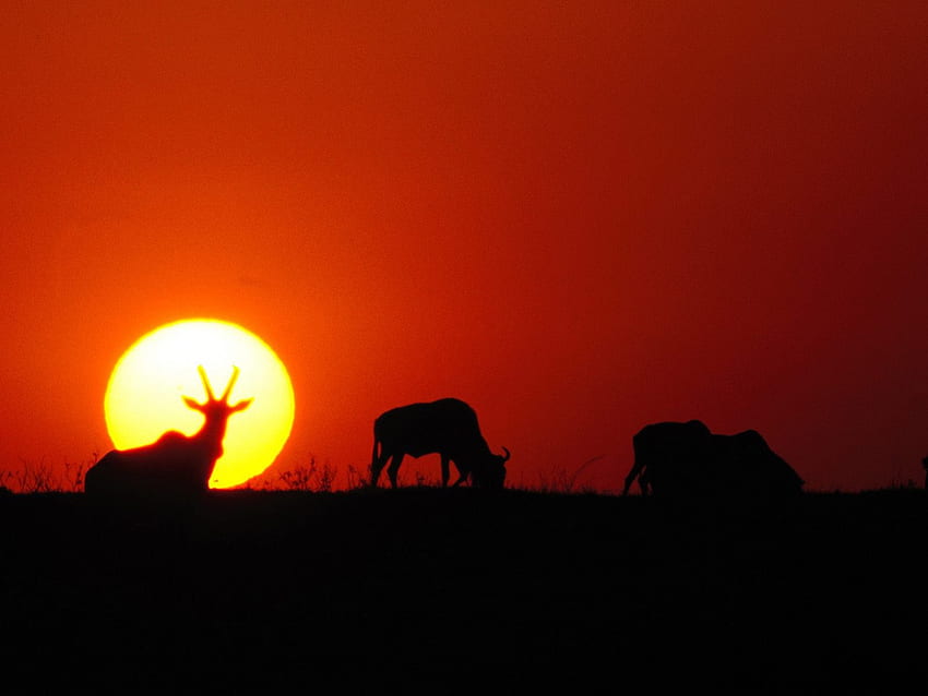 Antelope Sunrise, sombre, cerf, coucher de soleil, rouge Fond d'écran HD