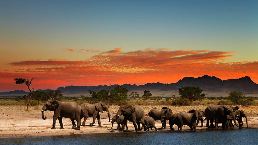 Herd of Elephants in African savanna Ultra . HD wallpaper