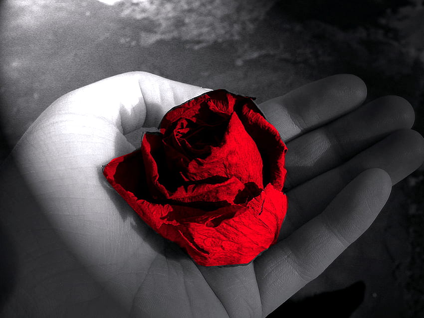 Red Sad Rose, Grafik, schön, hängend, Schönheit, Hand, Rose, abstrakt, hübsch, Blume, Körper, rot, Natur, verträumt, , reizend HD-Hintergrundbild