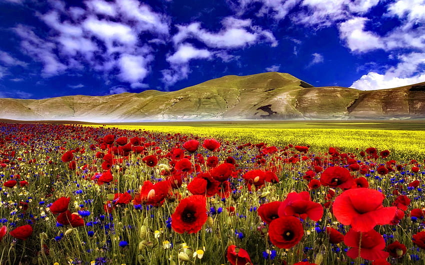 Poppy fields and Blu Sky, fields, red flowers, monutains, blu sky HD wallpaper