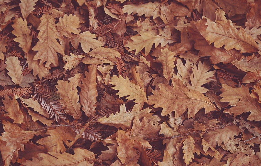 autumn, dry leaves, oak leaves for , section природа, Oak Leaf HD wallpaper