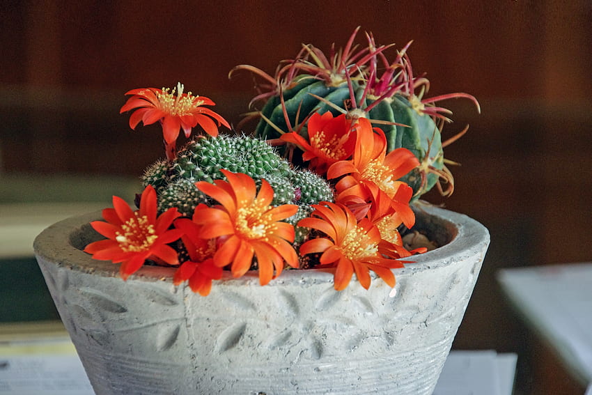 Flowers, Cactus, Indoor Plant, Houseplant, Succulents, Mammillaria HD wallpaper
