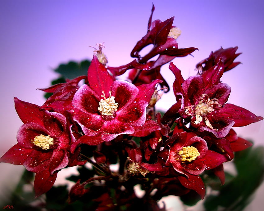Akelei, Sommer, Blume, Rot, Grafik, Frühling HD-Hintergrundbild