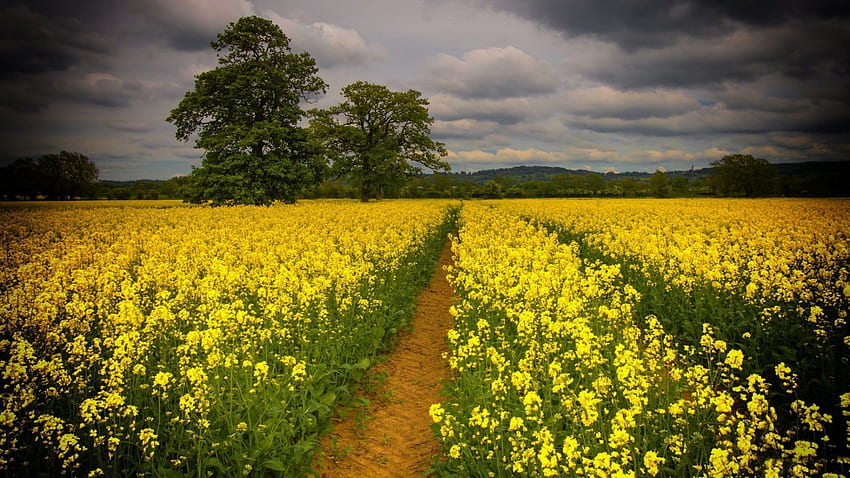 * Yellow field *, nature, flowers, field, yellow HD wallpaper