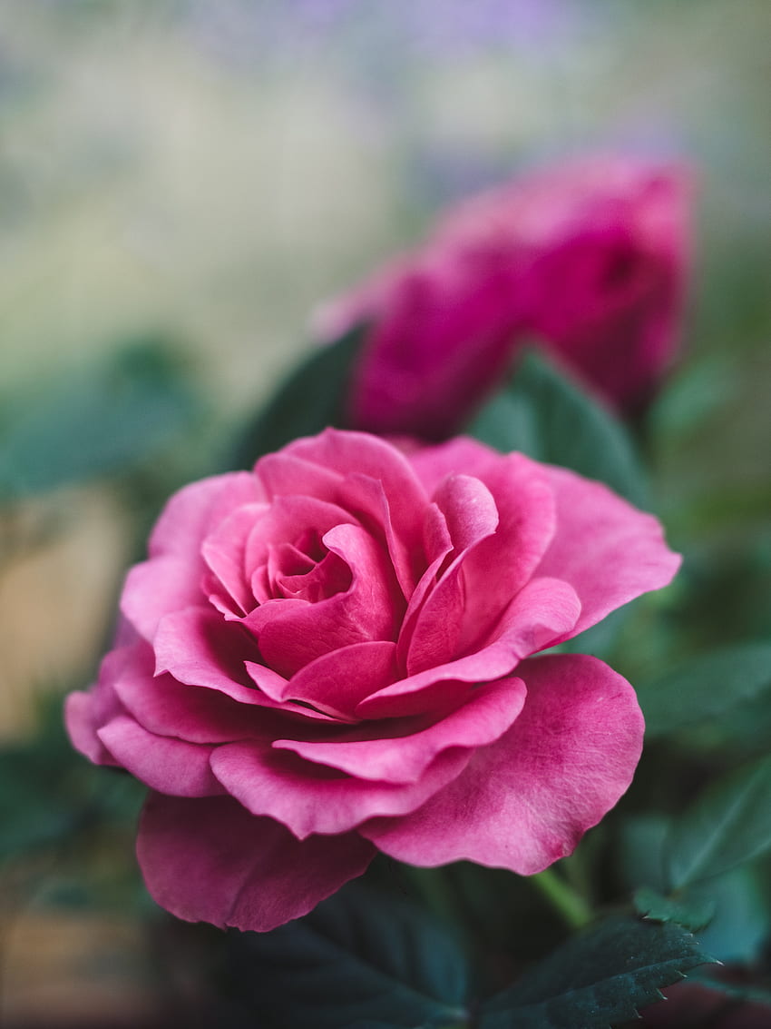 Fiori, rosa, fiore, fiore rosa, rosa, gemma, fioritura, fioritura, giardino Sfondo del telefono HD