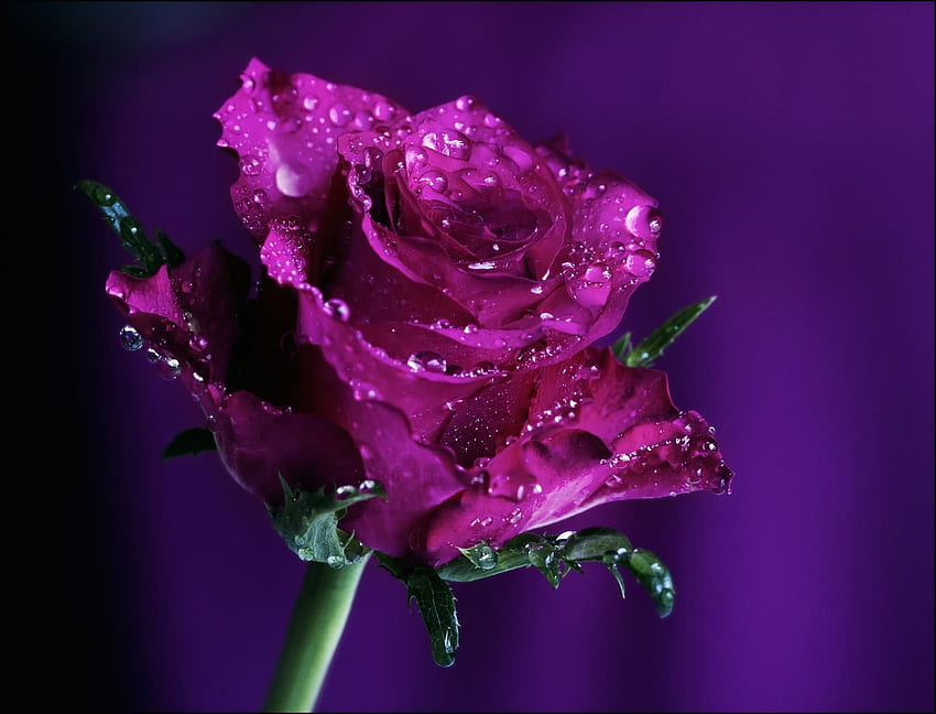Purple Rose . Purple Roses, Beautiful Roses, Flowers, Purple Rose Art HD wallpaper