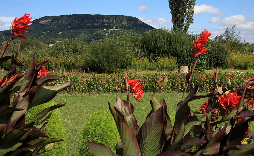 Badacsony - Balaton - ฮังการี ธรรมชาติ ดอกไม้ บาลาตอน ภูเขา วอลล์เปเปอร์ HD