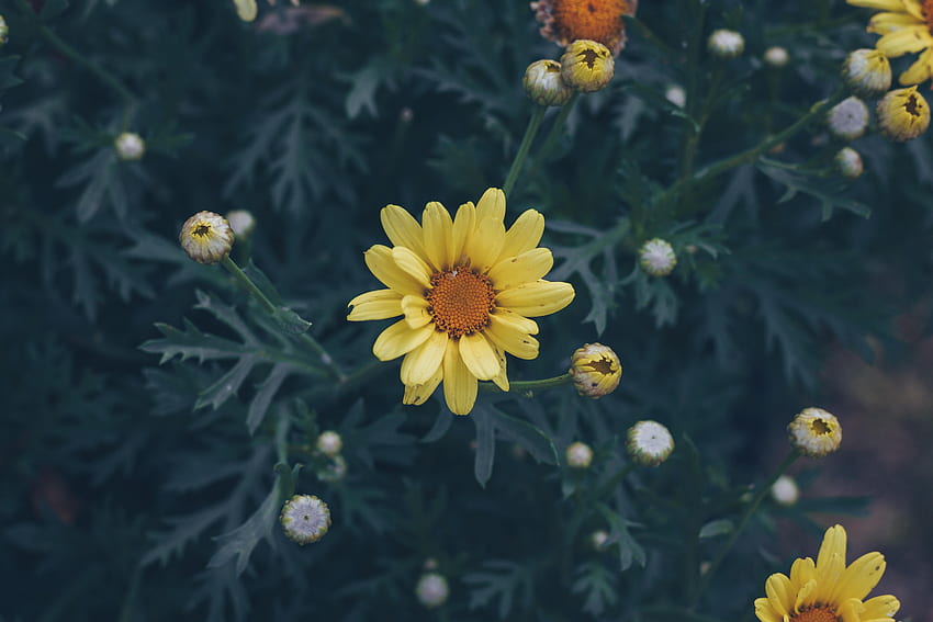 Blumen, Blume, Unschärfe, glatt, Blumenbeet, Blumenbeet HD-Hintergrundbild