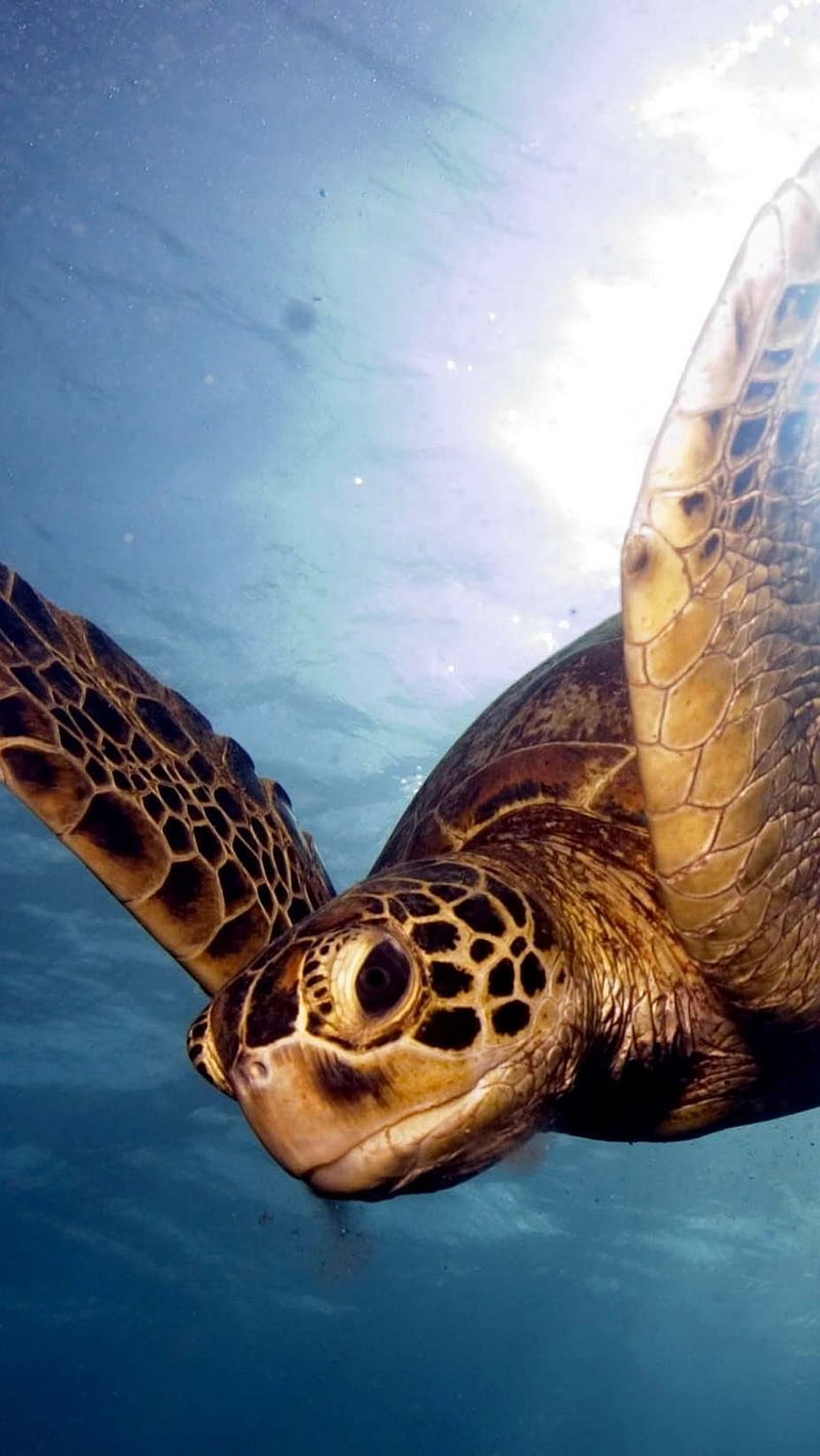 barrier reef, sea, swim, turtle iphone HD phone wallpaper