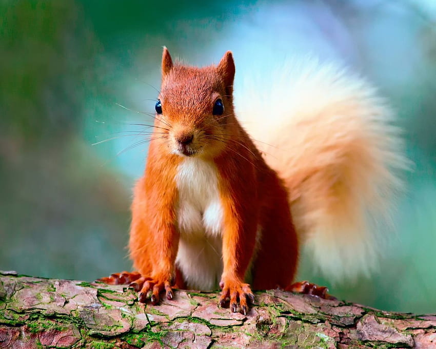 Nettes rotes Eichhörnchen PC und Mac HD-Hintergrundbild