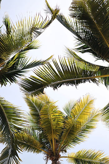Bay Isle Home Agnon Removable Tropical Palm Leaves 3.92' L x 75 W Peel ...