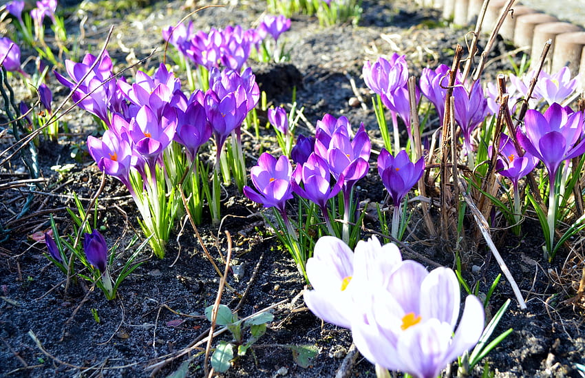 Wiosenne kolory, fioletowy, biały, krokusy, płatki, kwiaty, ogród Tapeta HD