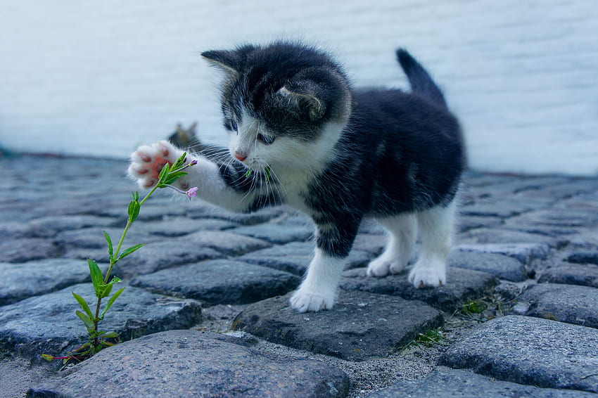Tiere, Blume, Kitty, Kätzchen, Nett, Schatz, Kind, Tot, Floweret HD-Hintergrundbild