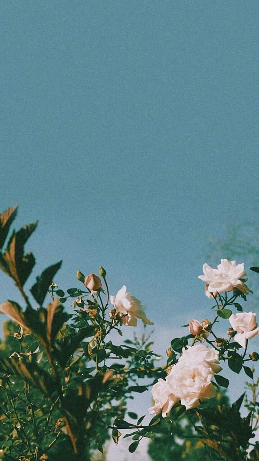 Flor y cielo estéticos, floral azul estético fondo de pantalla del teléfono