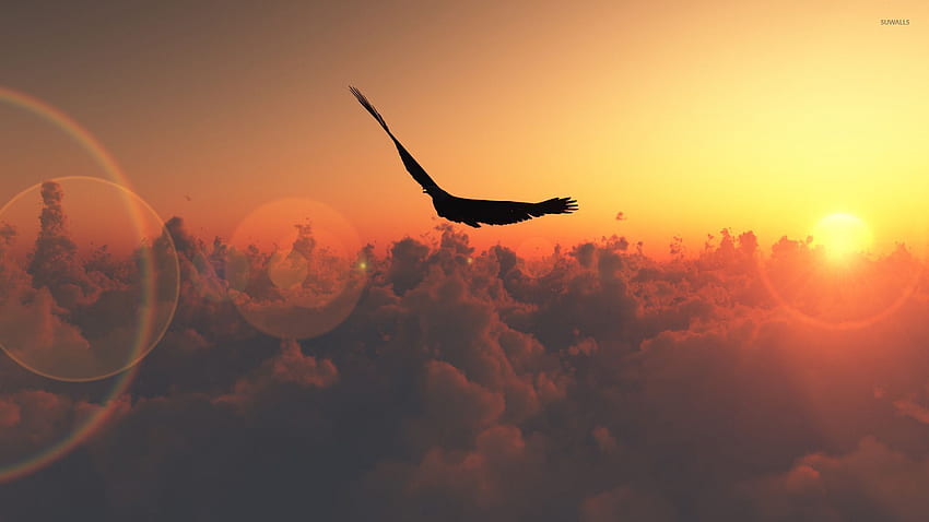 Bird flying in the sunset - Digital Art , Sharp Sunset HD wallpaper