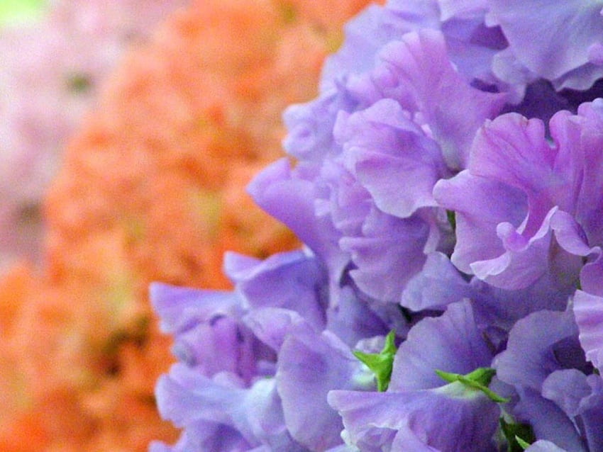 Blumen, Bündel, Blumen HD-Hintergrundbild