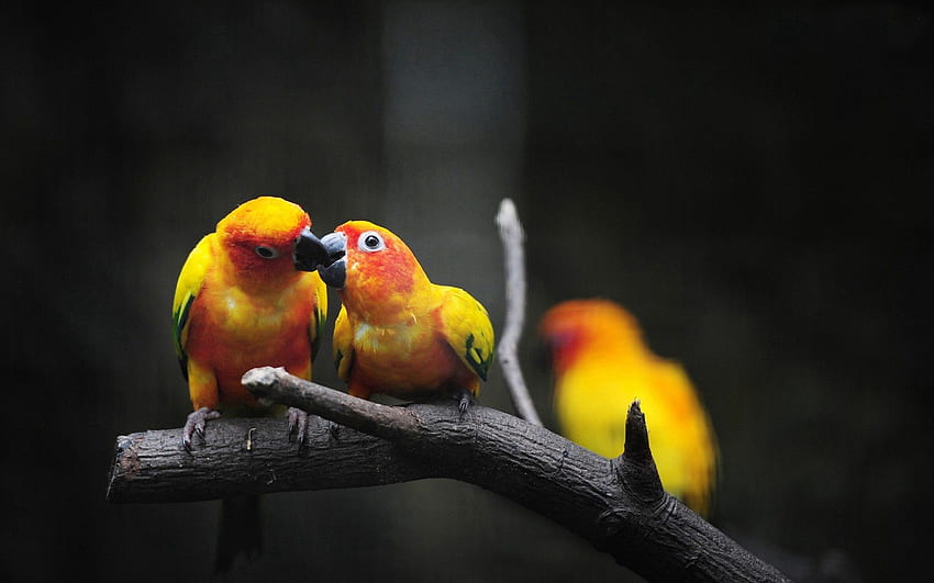 Zwierzęta, ptaki, papugi, gałąź, kolor Tapeta HD