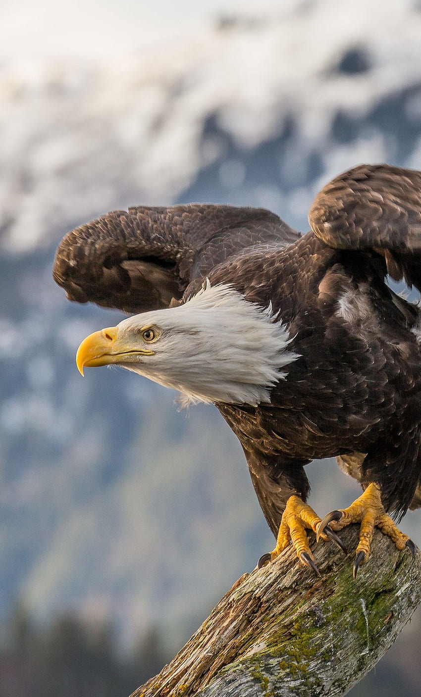 Bil Smythe über Adler im Jahr 2020. Adler, Weißkopfseeadler, Adler HD-Handy-Hintergrundbild