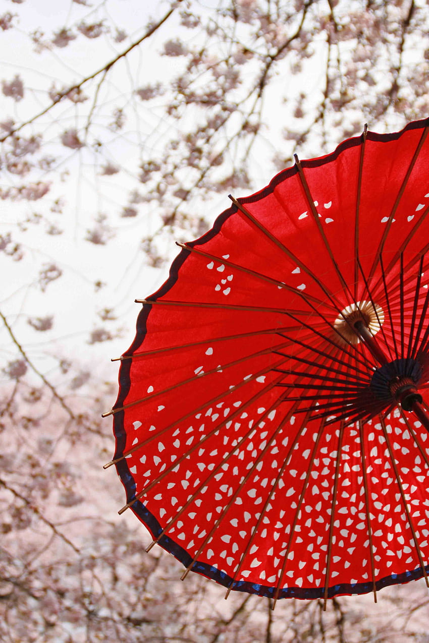 赤い傘。 和傘, 日本, 傘, 和傘 HD電話の壁紙