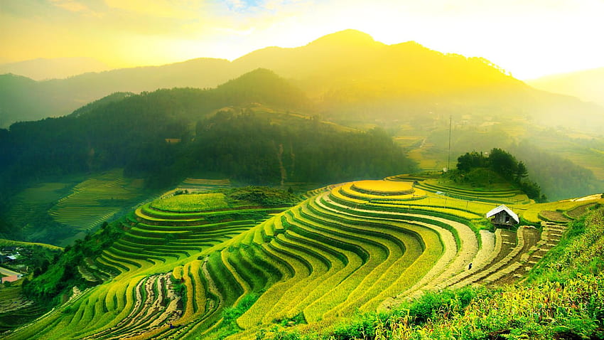 마법의 발리. 지금 문의하세요!, Rice Fields Bali Indonesia HD 월페이퍼