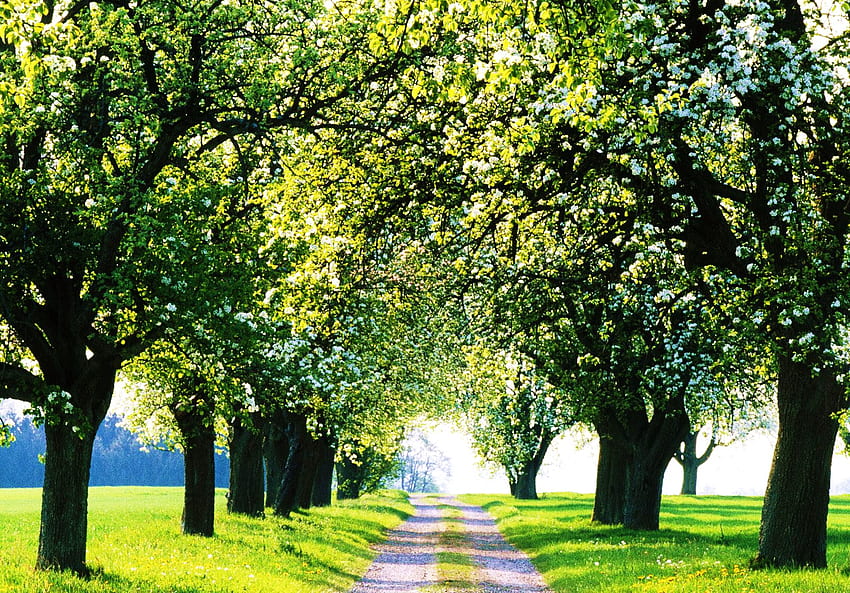 夏の美しさ、夏、緑、大通り、道、自然、森 高画質の壁紙