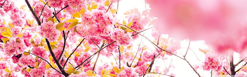 Japońskie drzewo kwitnącej wiśni ❤ dla Ultra, japoński podwójny ekran Tapeta HD