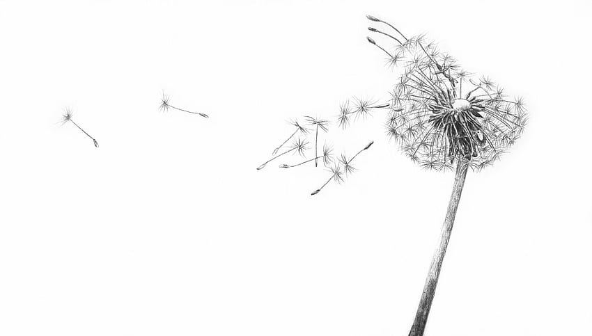 Blowing Dandelion - Android, iPhone, Background / (, ) () (2020), White Dandelion HD wallpaper